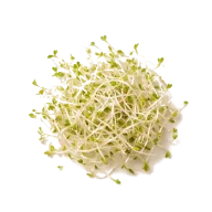 Alfalfa-Sprossen