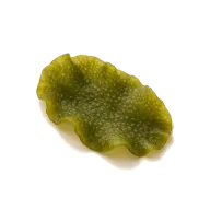 Algenstreifen
