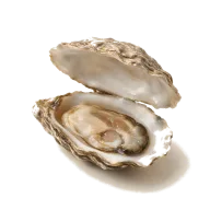 Austern