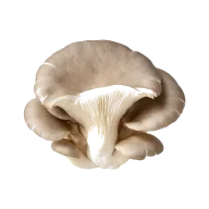 Austernpilze oder Kräuterseitlinge (geputzt und in ca. 0,6 cm Scheiben geschnitten)
