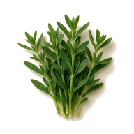 Bohnenkraut