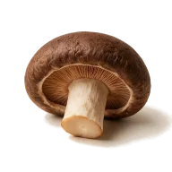 Cremini- oder weiße Champignons