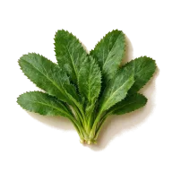 Culantro-Blätter (broad-leaf)