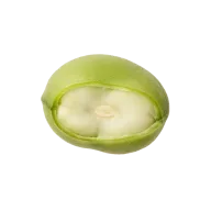 Frische dicke Bohnen