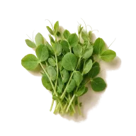 Erbsensprossen (pea sprouts)