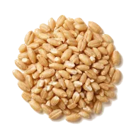 Farro