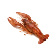 Flusskrebse (Écrevisses)