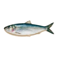 Kleine frische Heringsfilets