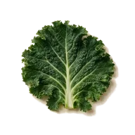 Kohlblätter (Collard Greens), ca. 23 cm lang ohne Stiel