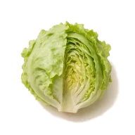 Kopfsalat, Blätter gezupft, gewaschen und getrocknet