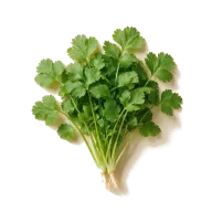 Koriander