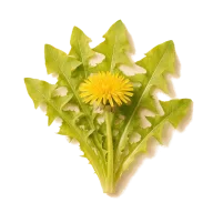 Löwenzahnblätter (Dandelion greens)