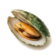 Muscheln