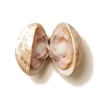 Palourde-Muscheln (Teppichmuscheln), gesäubert