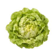 Pflücksalat