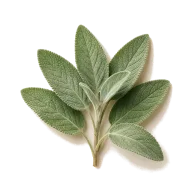 Salbei