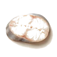 Seelachs (Pollack)