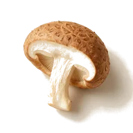 frische Shiitake-Pilze