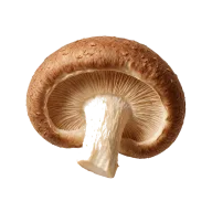 Shiitake-Pilzkappen