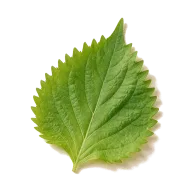Shiso-Blätter