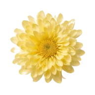 Speisechrysanthemenblätter (Shungiku) oder Spinat