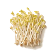 Frische Sprossen