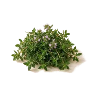 Thymian oder Rosmarin