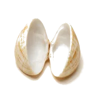 Kleine Venusmuscheln