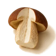 gemischte Waldpilze (z.B. Kräuterseitlinge, Pfifferlinge, Morcheln oder Austernpilze)