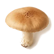 frische Wildpilze (z.B. Morchel oder Pfifferling)