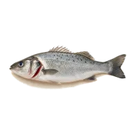 Wilder Wolfsbarsch (Filets)